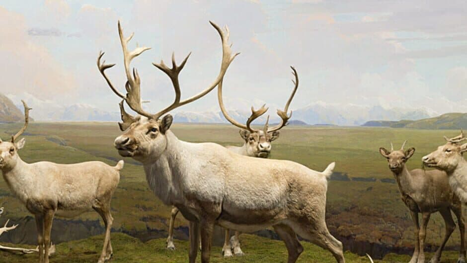 Beyond the Diorama: Caribou World banner