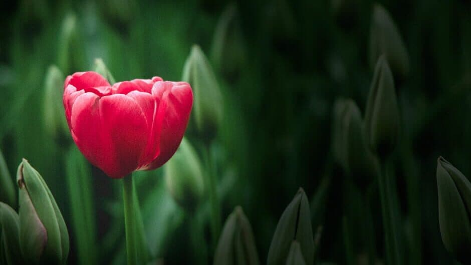 夏日的回忆 banner