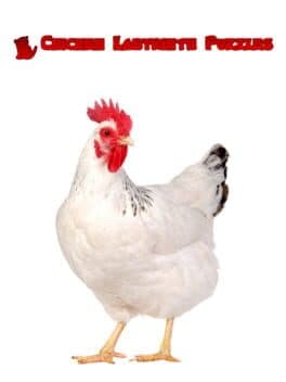 Chicken Labyrinth Puzzles cover art