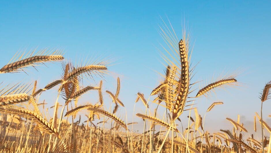 Do It With Hay banner